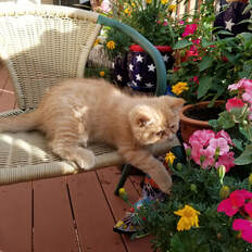 Persian Kittens Home